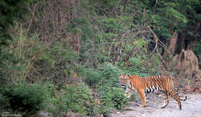 Jim Corbett National park  First National park of India