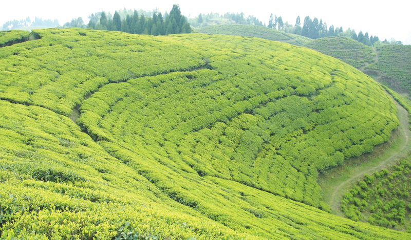 Lepchajagat Heaven for nature lovers