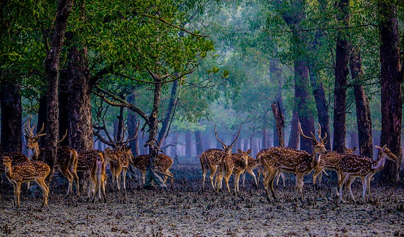 Sunderban  Home Of Royal Bengal Tiger