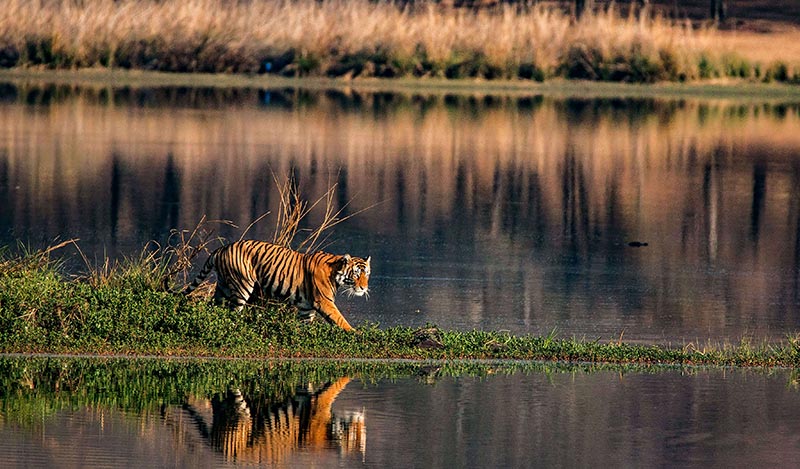 Sunderban  Home of Royal Bengal Tiger