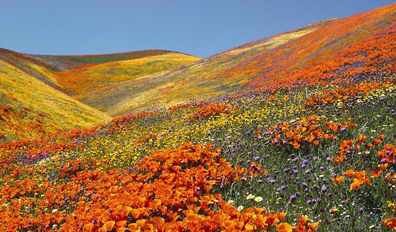 Yumthang Valley Of Flowers In Sikkim